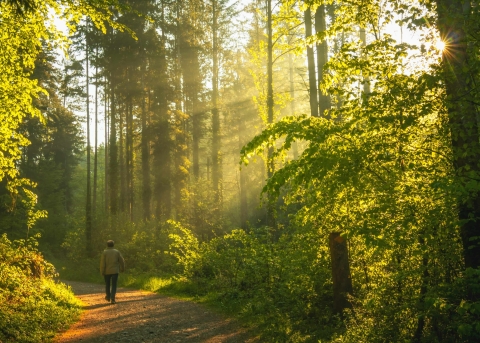 Die Sonne strahlt durch den Wald
