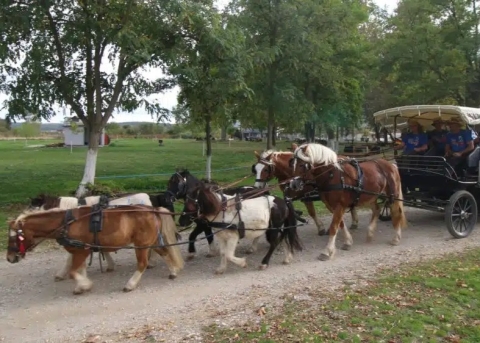 Der Friedenstreck bei seiner letzten Station in Griechenland, bevor die Pferde zurück nach Deutschland gebracht und der Glockenwagen nach Israel verschifft wurde 