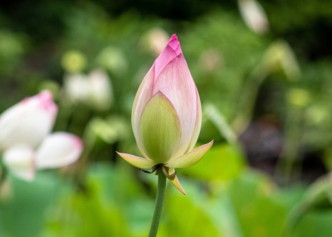 Wie eine Blütenknospe können Menschen durch Liebe neu aufblühen