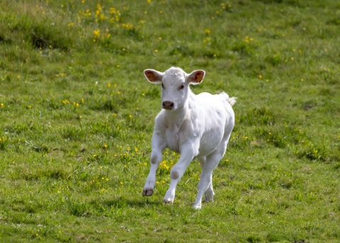 Maleachi schreibt, dass Christen mit Freude springen sollen wie Kälber aus ihrem Stall