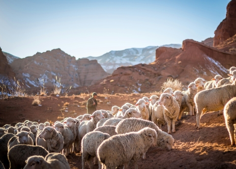 Ein Hirte der sein Leben für seine Herde lässt, ist ein «guter Hirte»