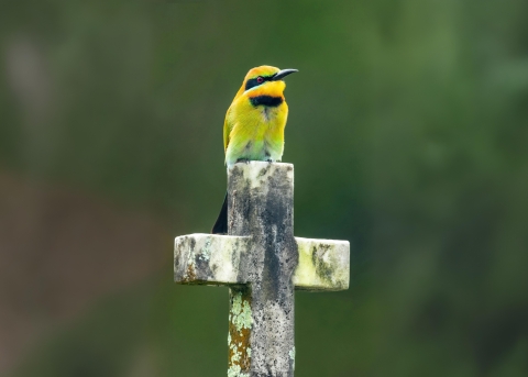 Der Bienenfresser ist ein anpassungsfähiges Geschöpf Gottes