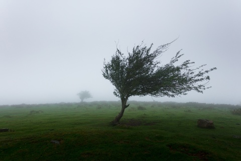 Baum im Sturm