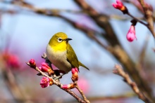 Vogel und Natur
